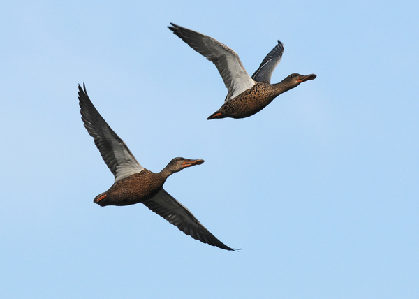 How do I find high resolution photos of ducks - can anyone help please?