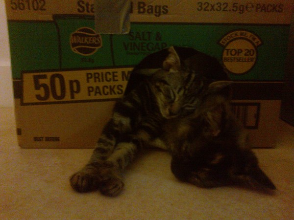 If I'm confining my new kittens to just one room....