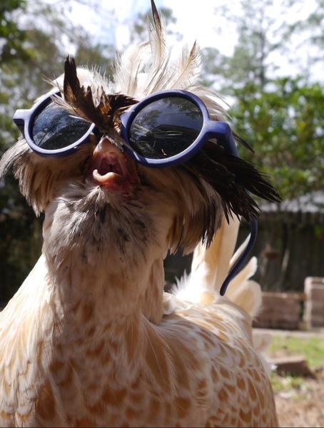 Chicken pics