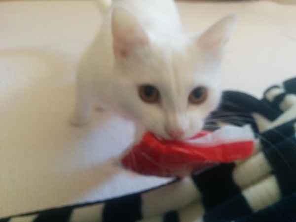 I need to rehome my kitten :-(