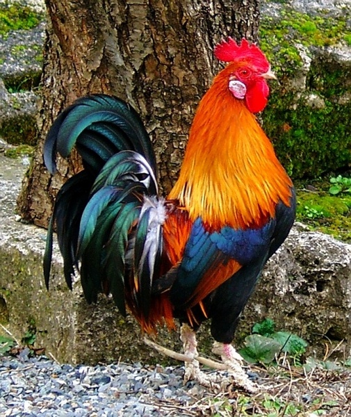 Chicken pics