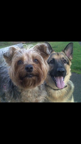 Show me your dogs while I'm waiting for mine!