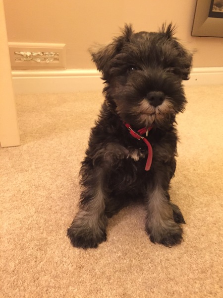 Anyone got a Scottish Terrier?  Can you tell me about them please :)