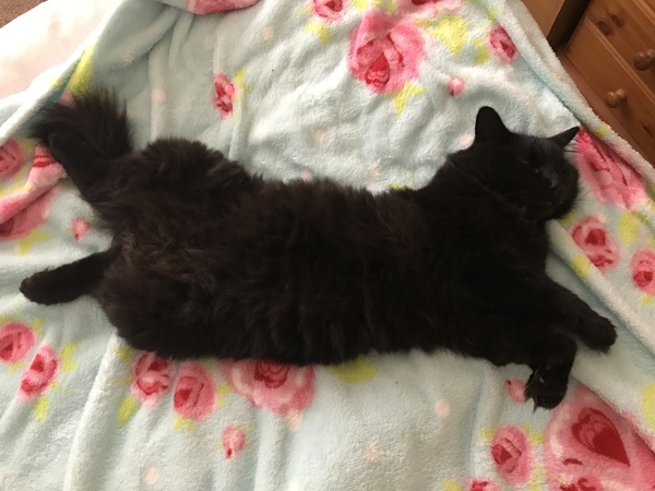 Litter Tray Help (photo of floofy tummy included in attempt to make it slightly less boring)