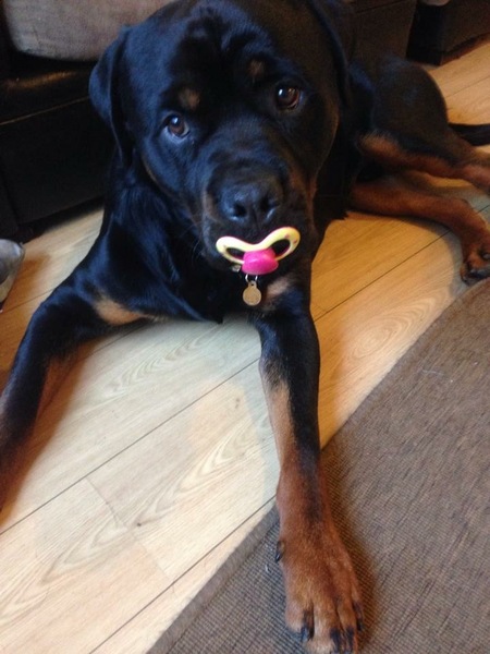 To feel the doggy-as-child thing goes too far