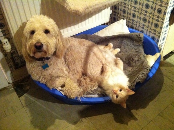 Labradoodle
