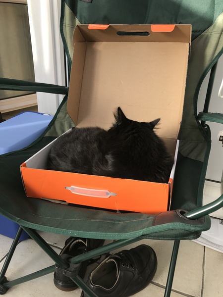 why are cats SO contrary?!