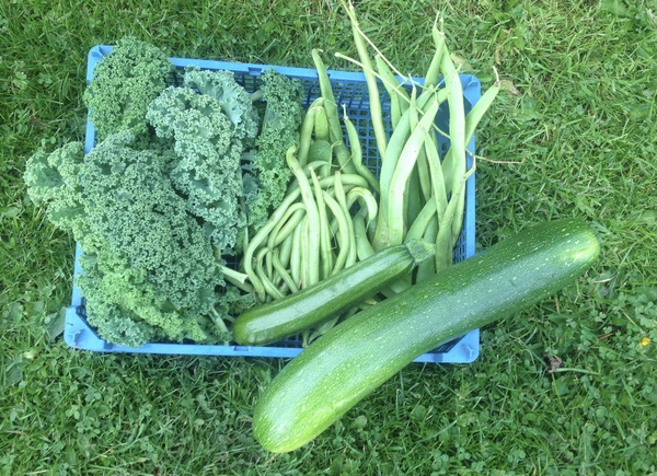 Allotment/Veg Patch - Thread 7 - The Harvesters Arms