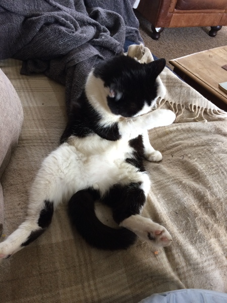 Cat photo thread!