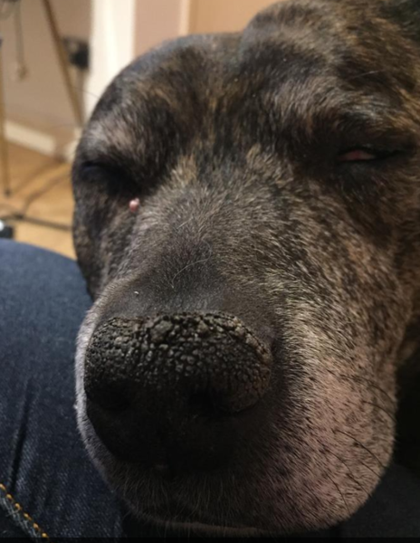 Staffies