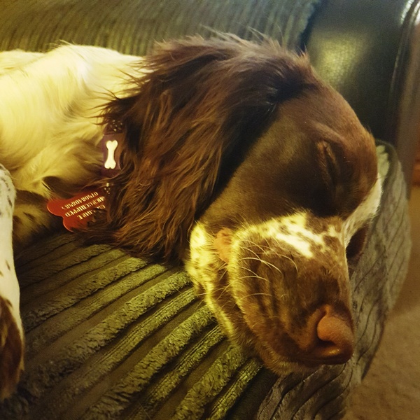 Show me your dogs while I'm waiting for mine!