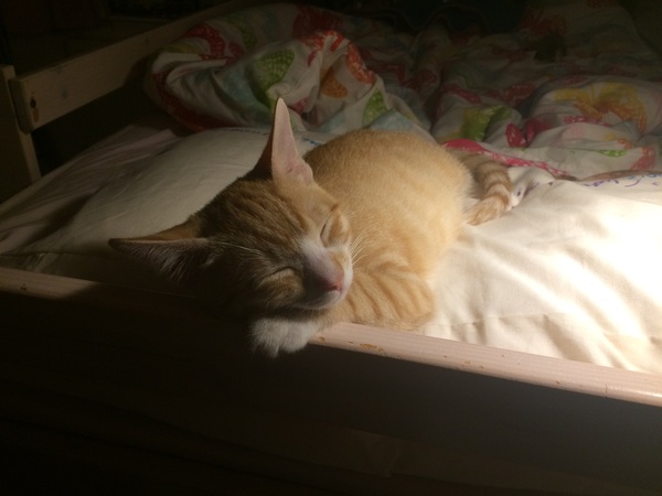 Cat photo thread!