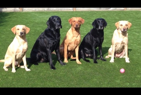 Show me your dogs while I'm waiting for mine!