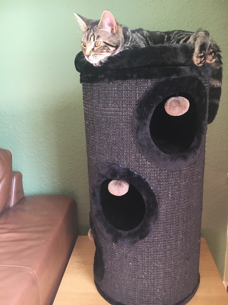 Cat photo thread!