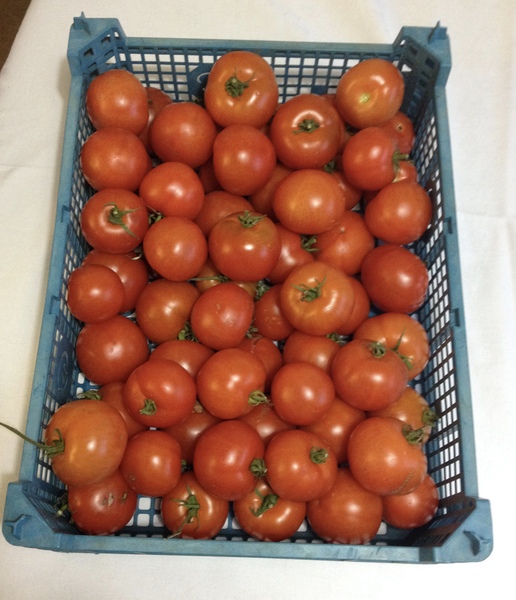 Allotment/Veg Patch - Thread 7 - The Harvesters Arms