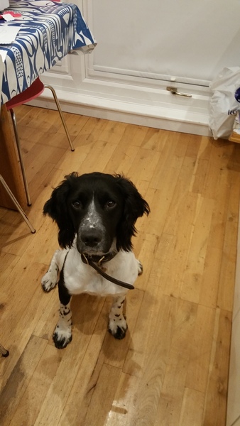 This is the face I get when I say 'BISCUIT'