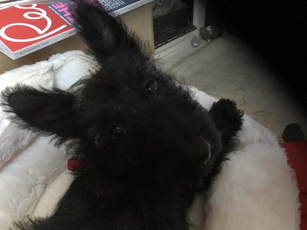 Puppy Picture