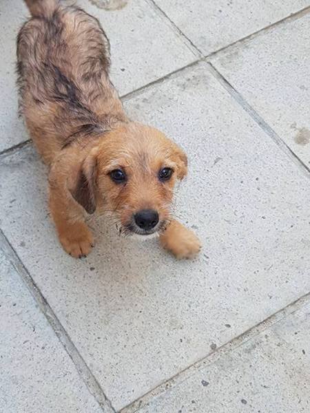 Help me choose my next dog