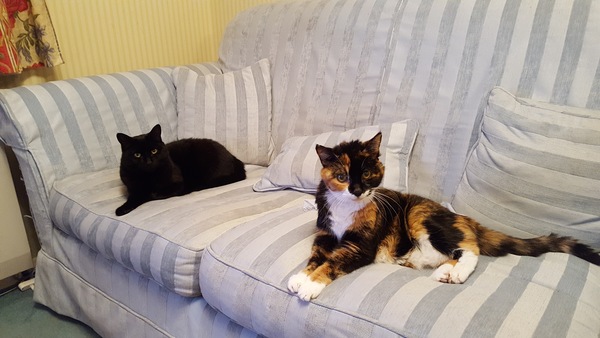 Cat photo thread!