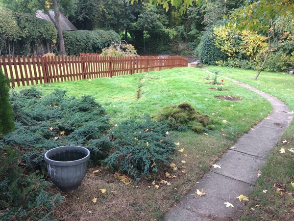 Turning back garden into veg patch