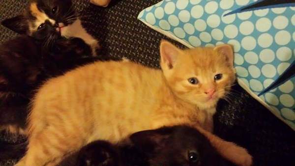 A friend has offered us first dibs on a kitten. Which shall we choose (with pictures)?