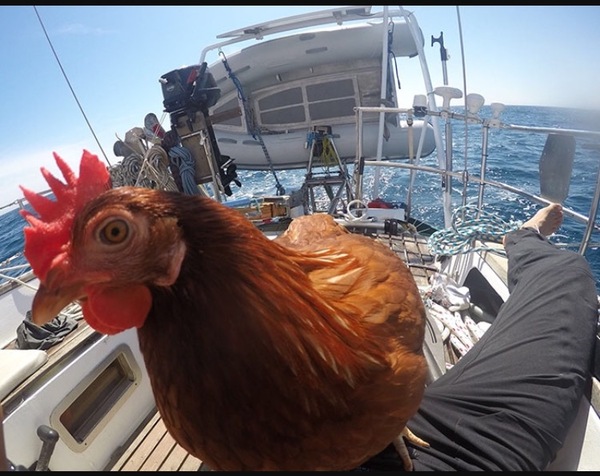 Chicken pics