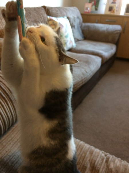 Cat photo thread!