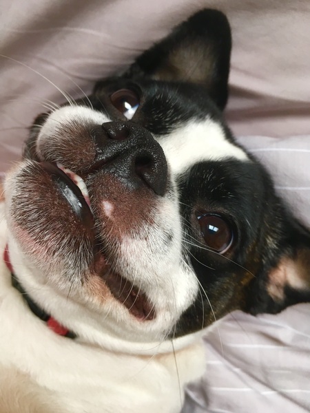 Show me your dogs while I'm waiting for mine!
