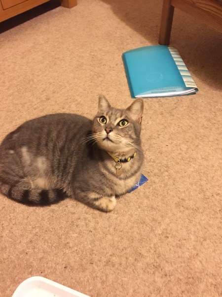 Cat that majorly overgrooms!