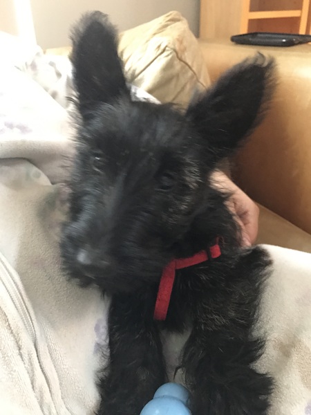 Anyone got a Scottish Terrier?  Can you tell me about them please :)
