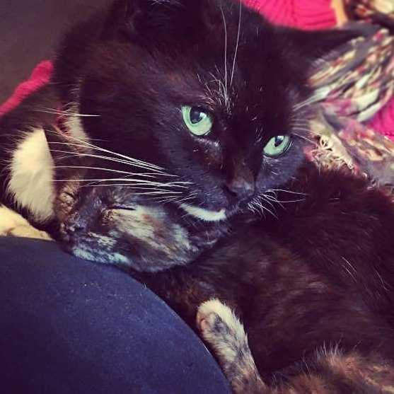 New kittens! How do we introduce them to our existing cat?