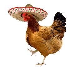 Chicken pics