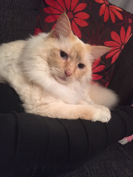 The Friendly Frugaleers, figuring out our finances with furry feline photos!