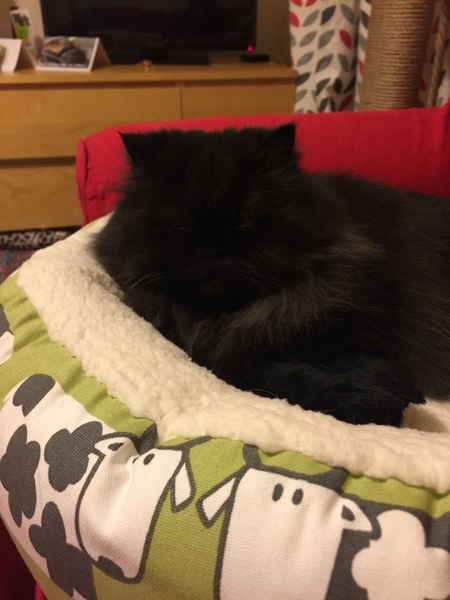 Does your cat have a cat bed?