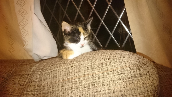 Introducing a new kitten to my cat