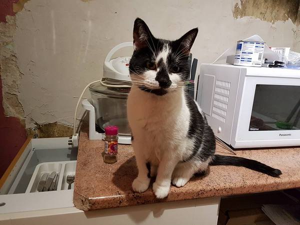 Cat photo thread!