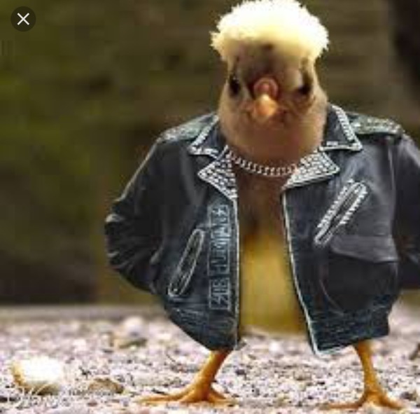 Chicken pics