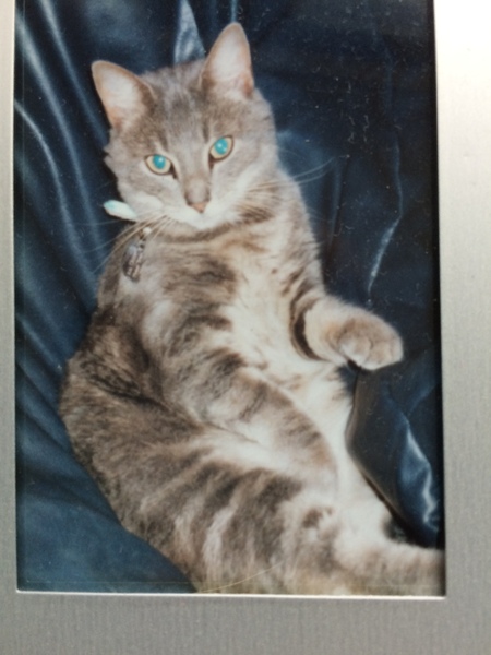 To think this kitten is BROWN!?