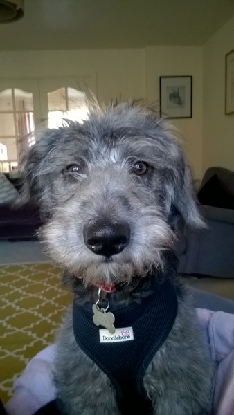 Show me your dogs while I'm waiting for mine!