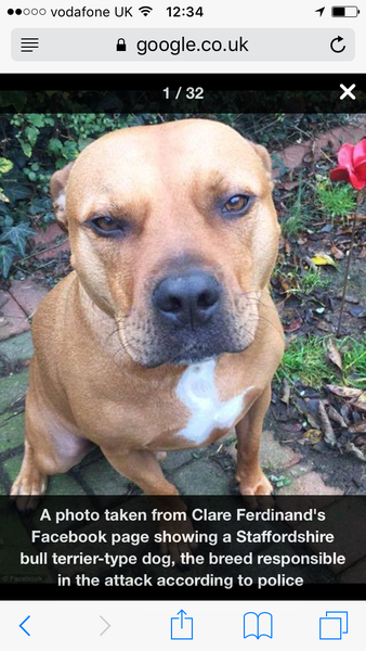 To think that Staffies are not "nanny dogs"