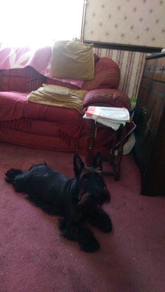 Show me your dogs while I'm waiting for mine!