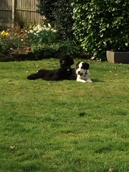 Reasons to get a second dog