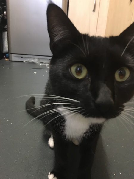 I need to rehome my kitten :-(