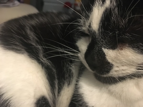 Poor Harry, another trip to the vets
