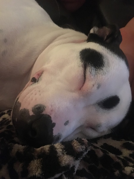 Staffies