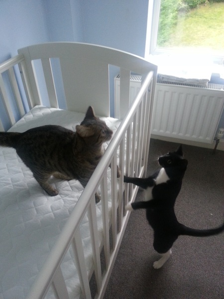 Due in February 2017 - thread #9