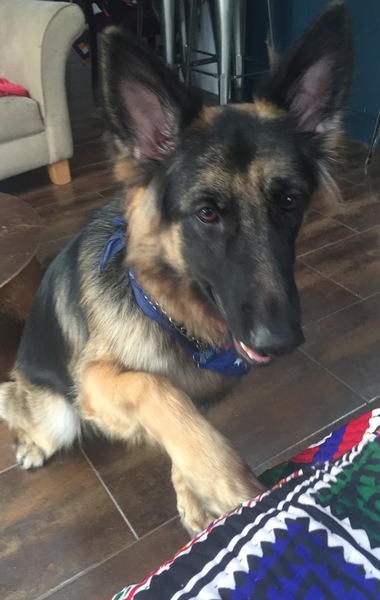 Show me your dogs while I'm waiting for mine!