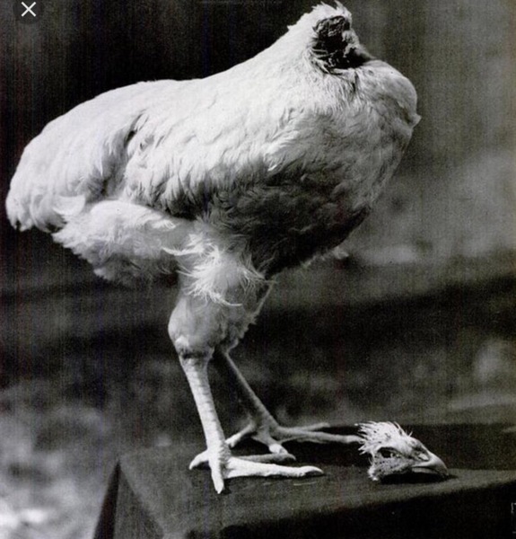 Chicken pics