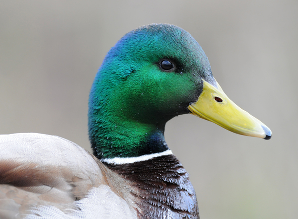 How do I find high resolution photos of ducks - can anyone help please?