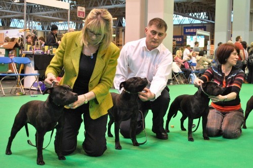 To think that Staffies are not "nanny dogs"